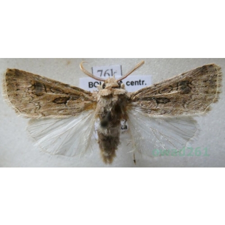 Agrotis bigramma (Esper, 1790) Czech76k